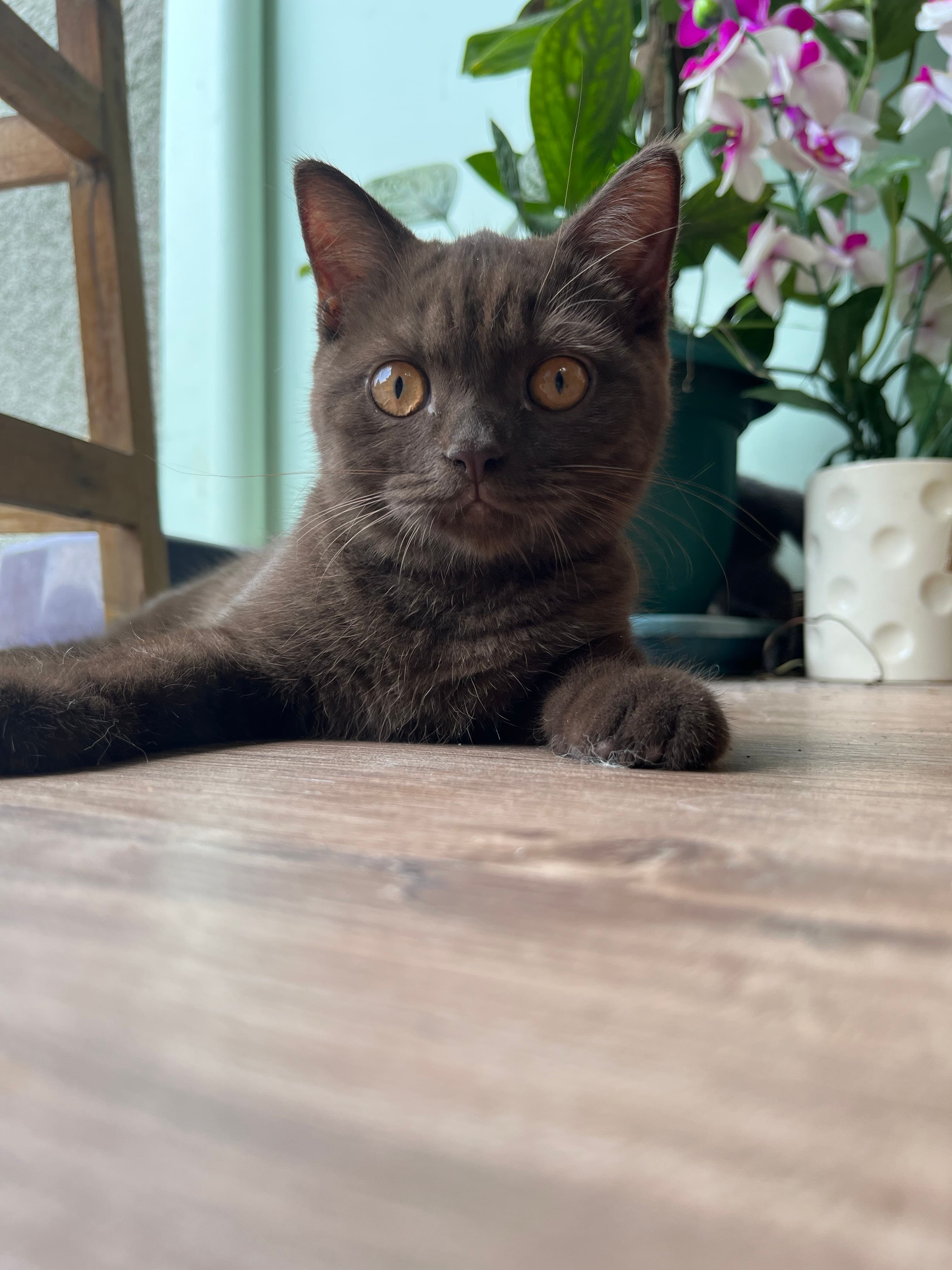 Onet the CAT